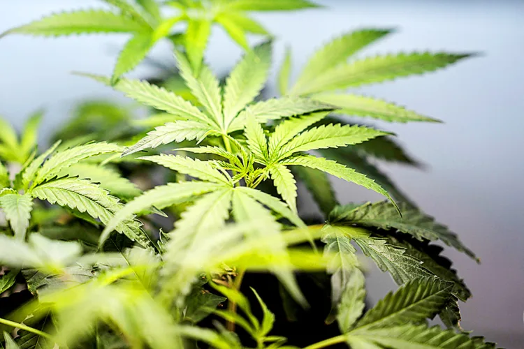 Nausea cases in marijuana users on the rise
